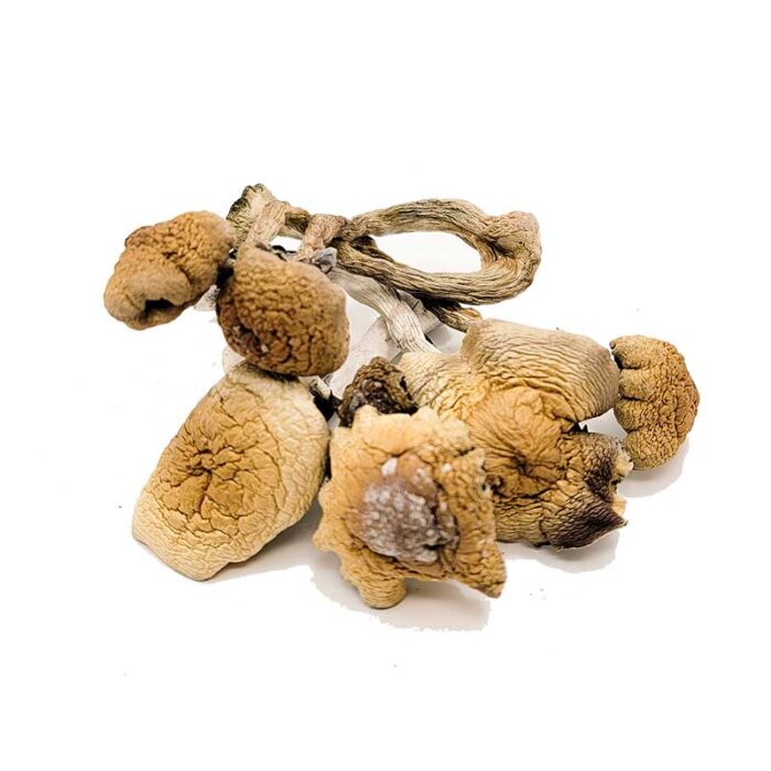 Buy B+ Magic Mushrooms Oregon