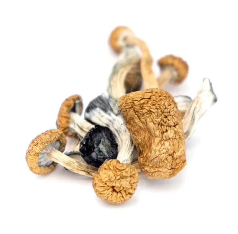 Mushroom Dispensary Portland Oregon Buy Psilocybin Mushrooms