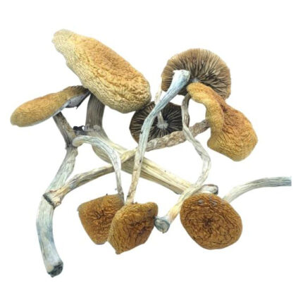 Buy Mazatapec Mushrooms Online Oregon