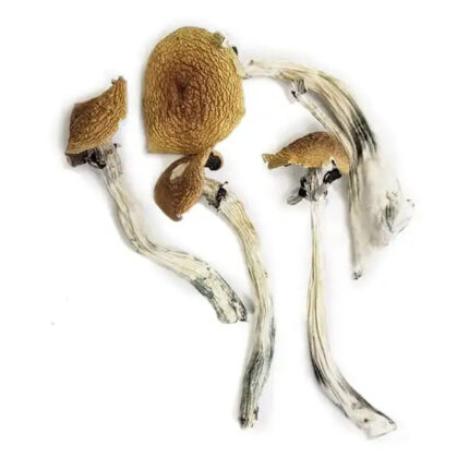 Buy Wavy Caps Mushrooms Oregon